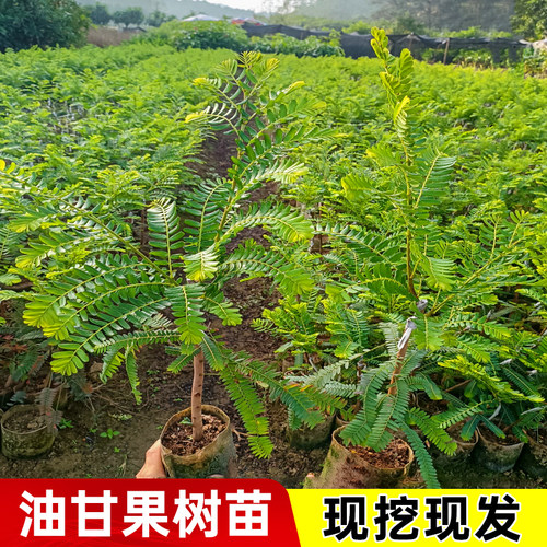 嫁接油甘果树苗牛甘果