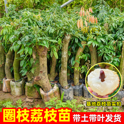 高压圈枝荔枝树苗带土带叶老桩桂味荔枝苗矮化嫁接妃子笑荔枝树苗