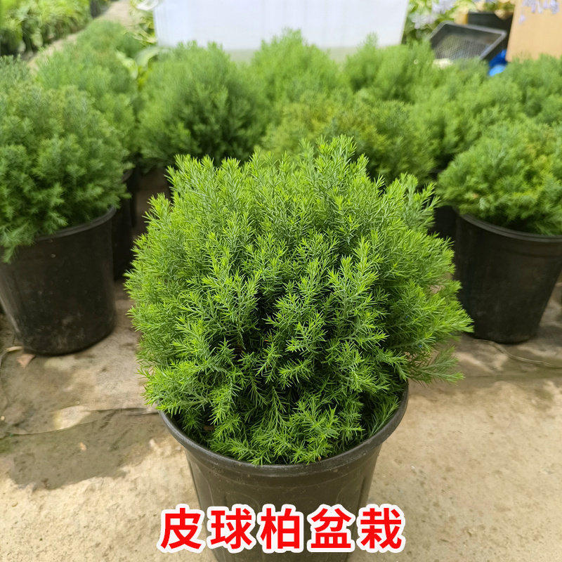 皮球柏雾雪松苗盆栽庭院阳台多年生花镜球型植物耐寒耐热四季常青