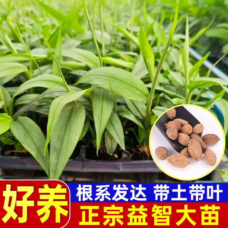 益智仁苗益智花苗林下喜阴植物观赏良种益智种苗药用植物四季常绿