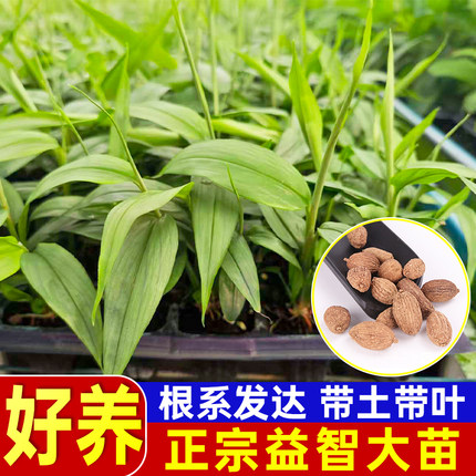 益智仁苗益智花苗林下喜阴植物观赏良种益智种苗药用植物四季常绿