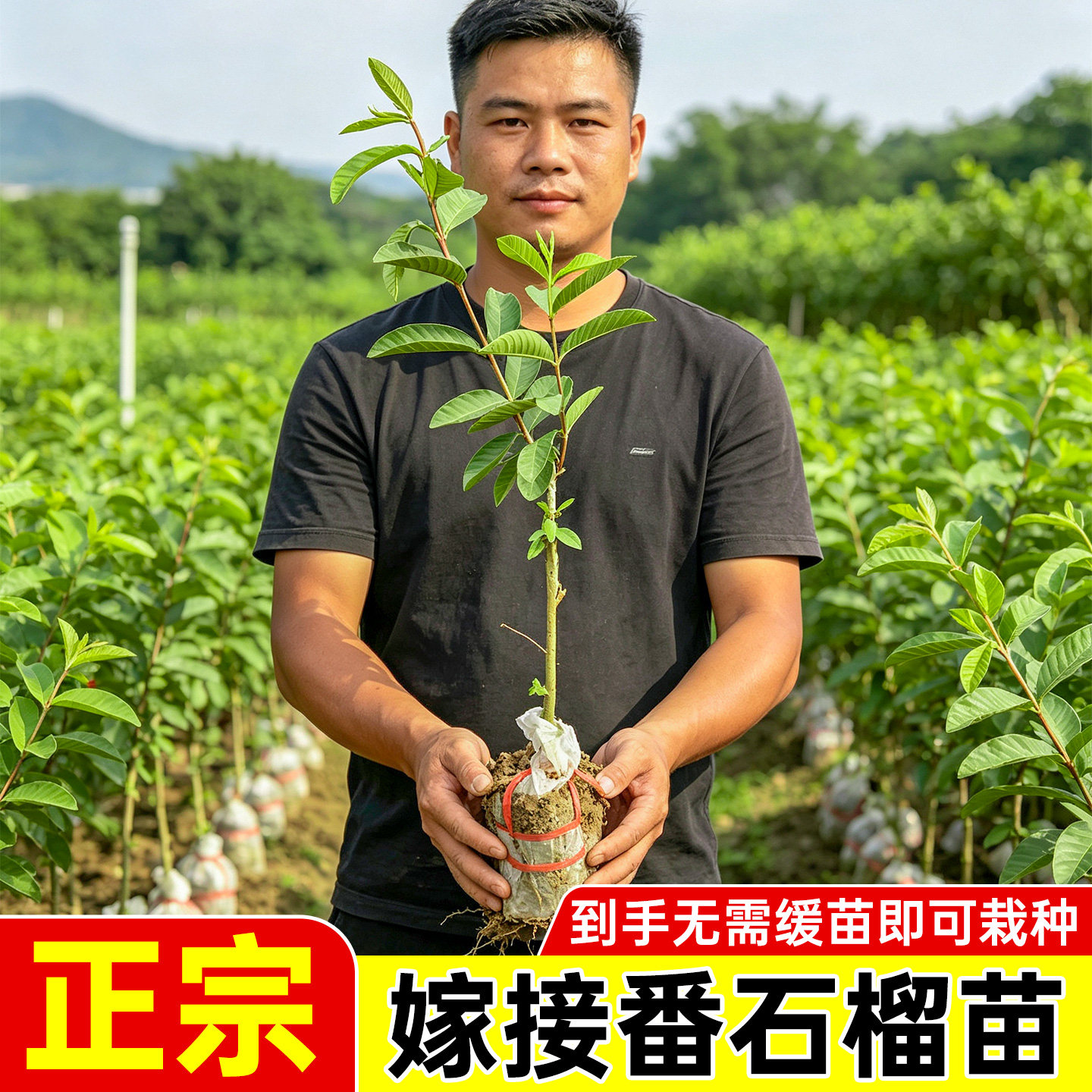 番石榴树苗芭乐嫁接庭院地栽