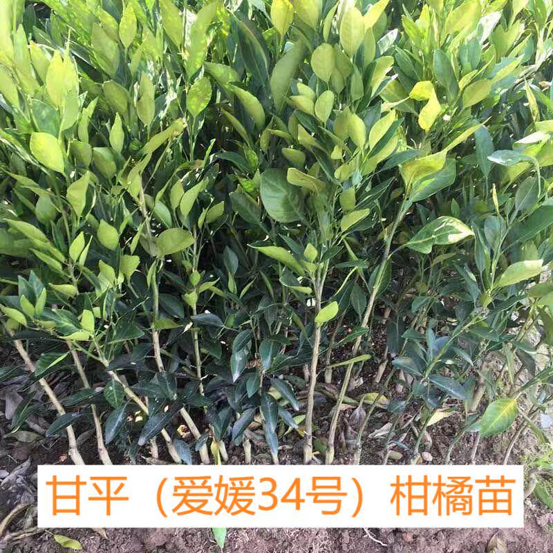 甘平柑橘苗耐寒橘子树果苗大树阿蜜达树带土盆栽桔子皇后当年结果