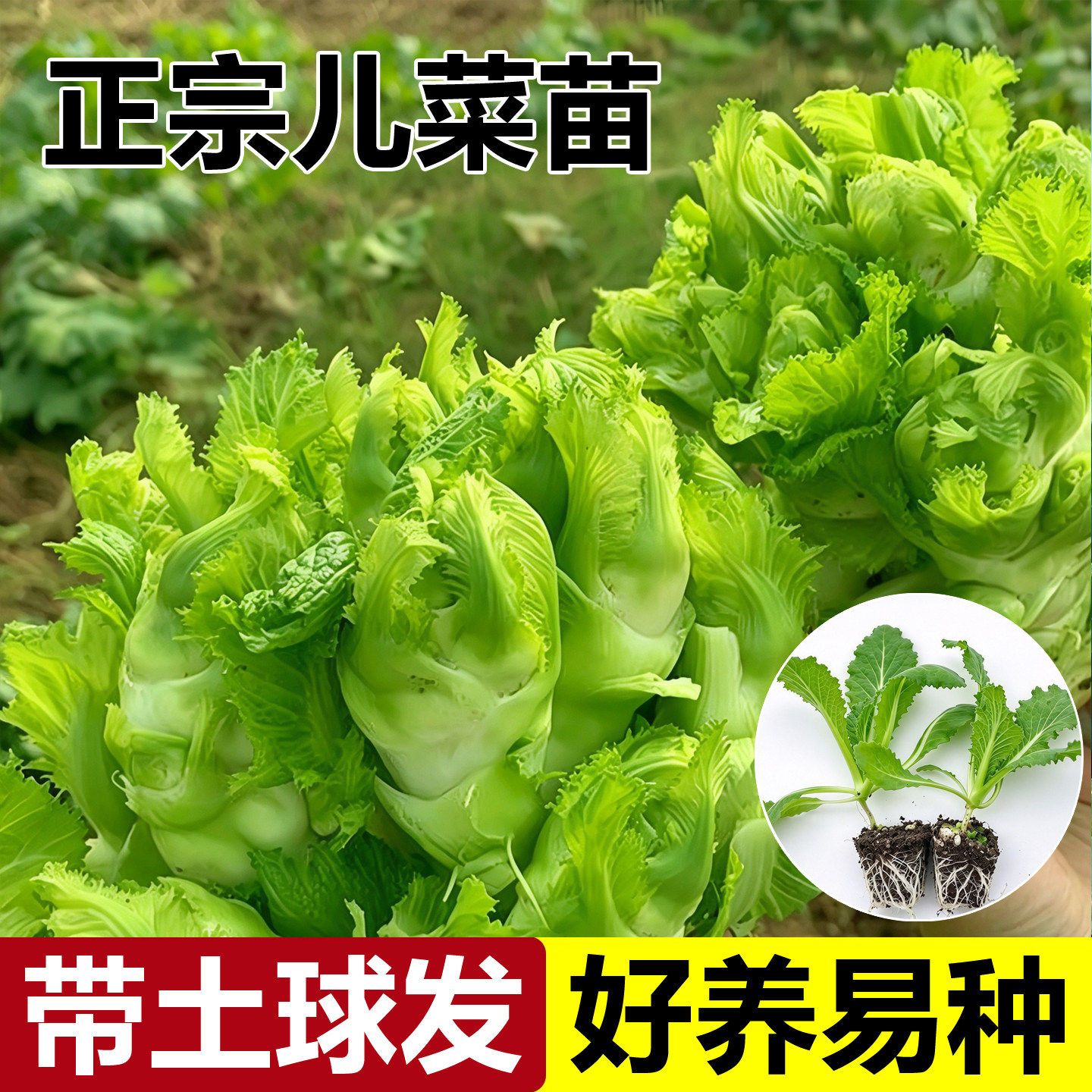 正宗儿菜苗秧苗阳台庭院盆栽种植蔬菜苗耐寒秋冬蔬菜种苗基地直发