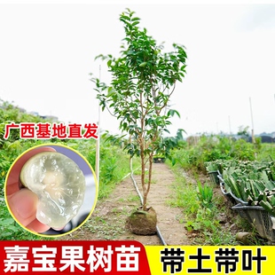 嘉宝果树苗沙巴四季红飞艾斯卡嘉宝果树葡萄盆栽地栽南方水果种植