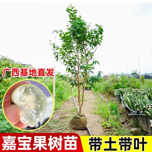 嘉宝果树苗带土带叶包成活