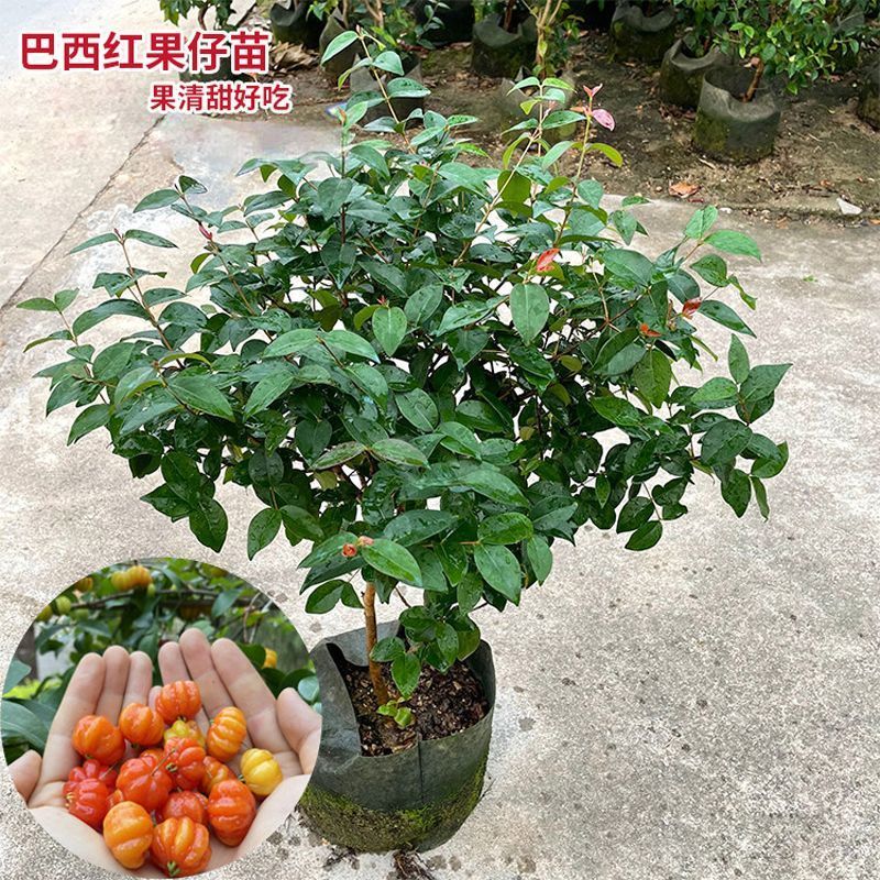 正宗巴西红果仔树苗易种灯笼果树苗庭院盆栽地栽巴西红果仔果树苗