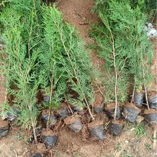 侧柏树苗松柏塔柏树苗扁柏松柏树苗宝塔柏树龙柏庭院小苗四季常青