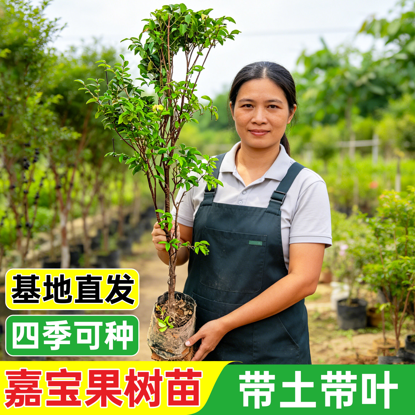 嘉宝果树苗带土带叶包成活