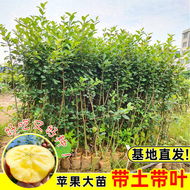 苹果树苗带土带叶包成活