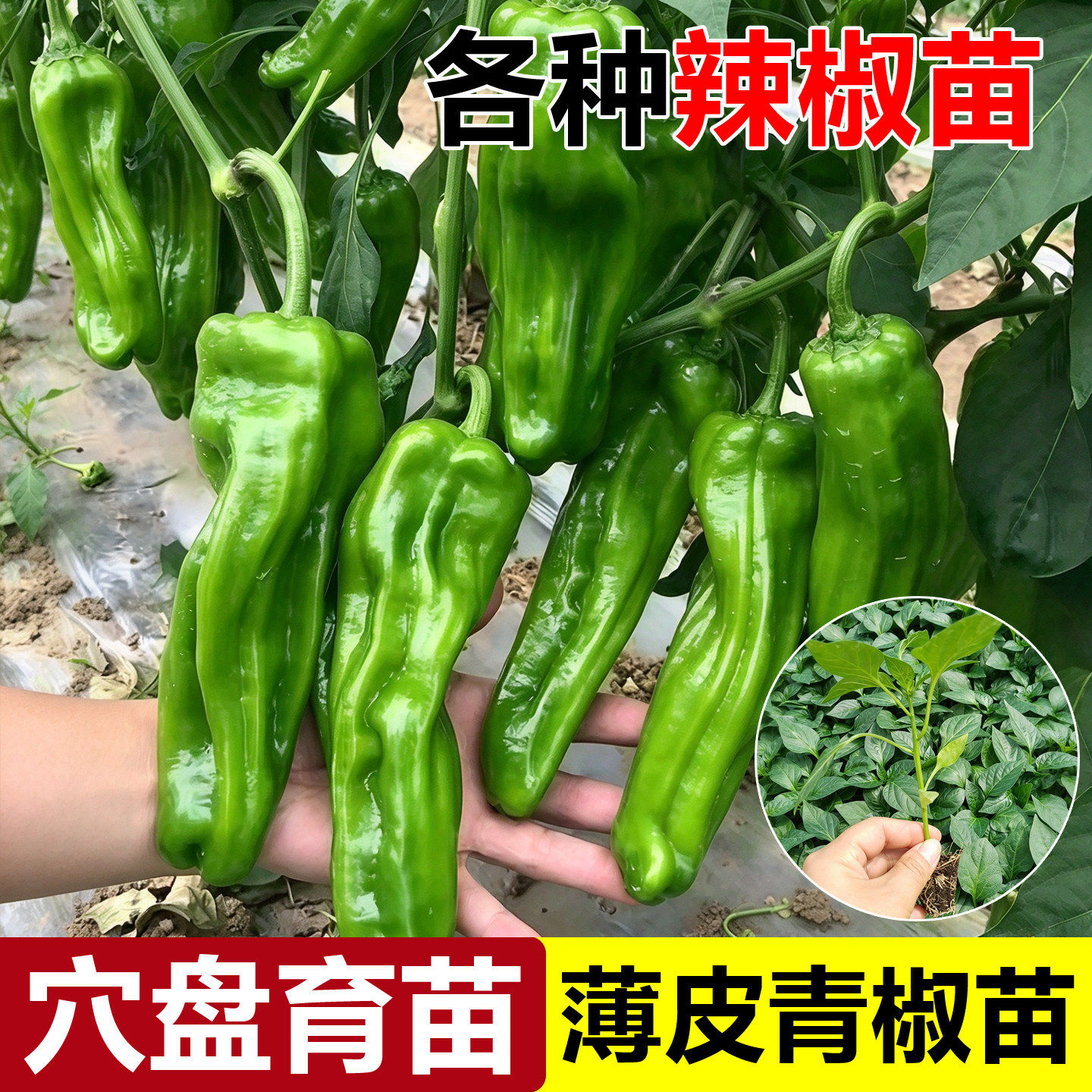 薄皮辣椒苗秧苗大果虎皮青椒苗微辣皱皮泡椒苗四季菜园盆栽南方种