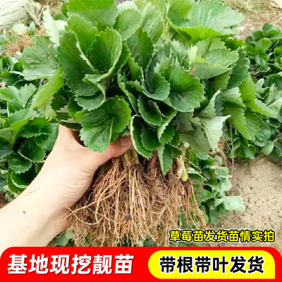 草莓苗带根草莓裸根苗红颜草莓秧苗四季可种带根室内阳台南方种植