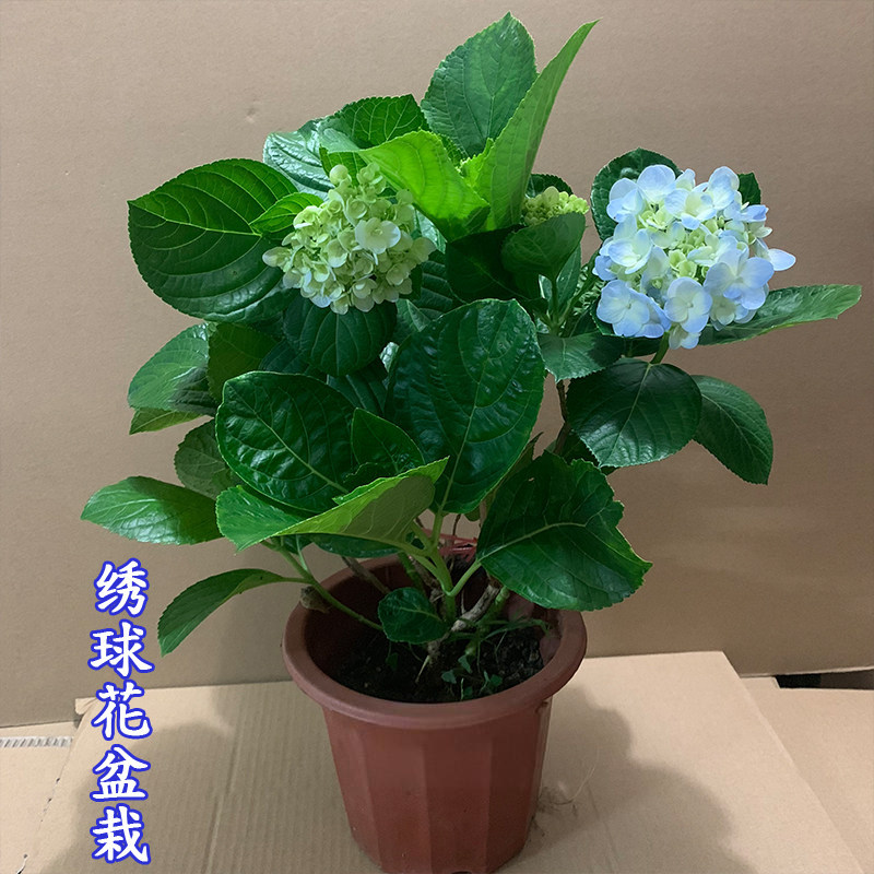绣球花苗盆栽四季花卉绣球花盆栽阳台庭院室外耐寒耐热万华镜盆栽
