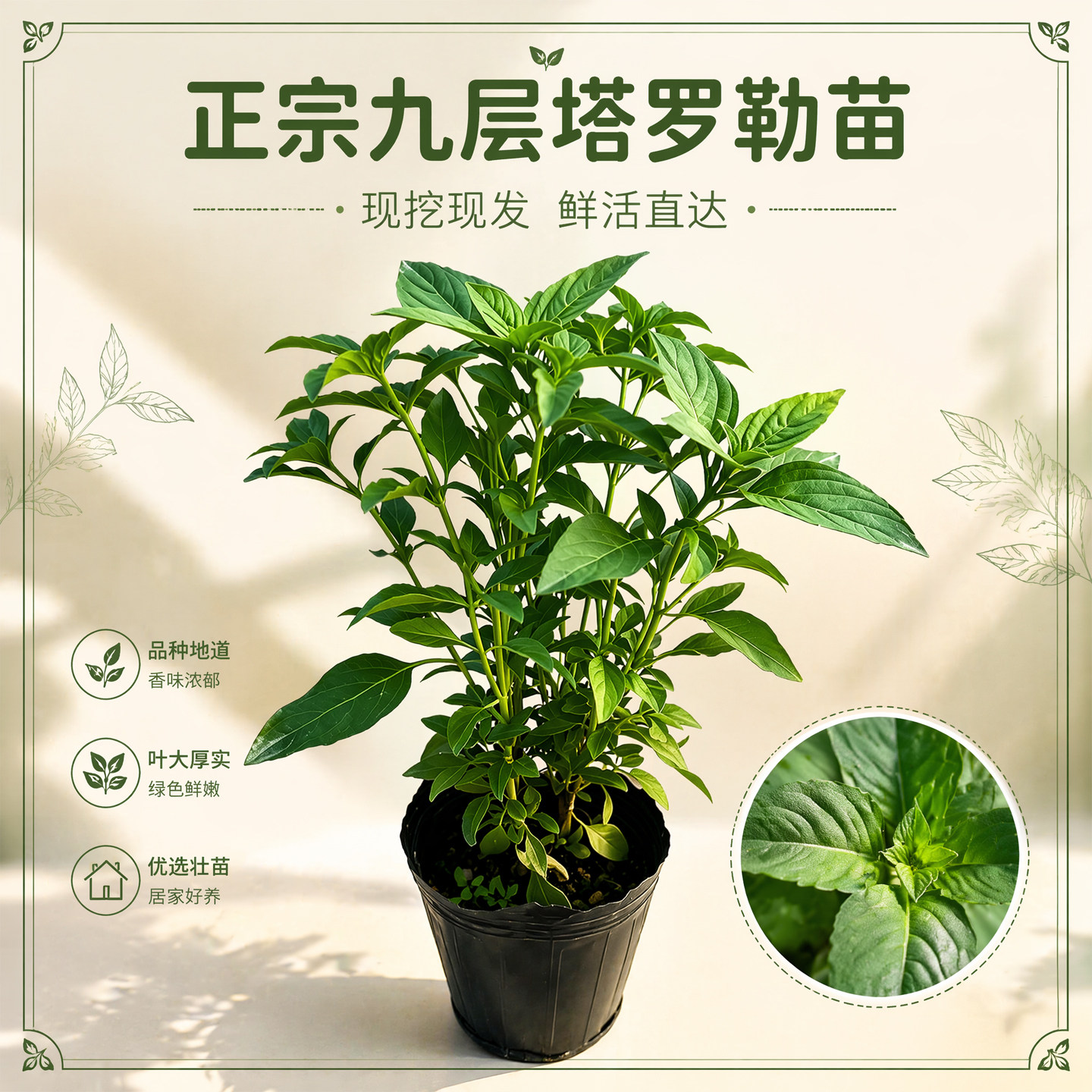 正宗潮汕金不换苗食用九层塔盆栽鱼香菜苗罗勒海鲜调料菜香料植物