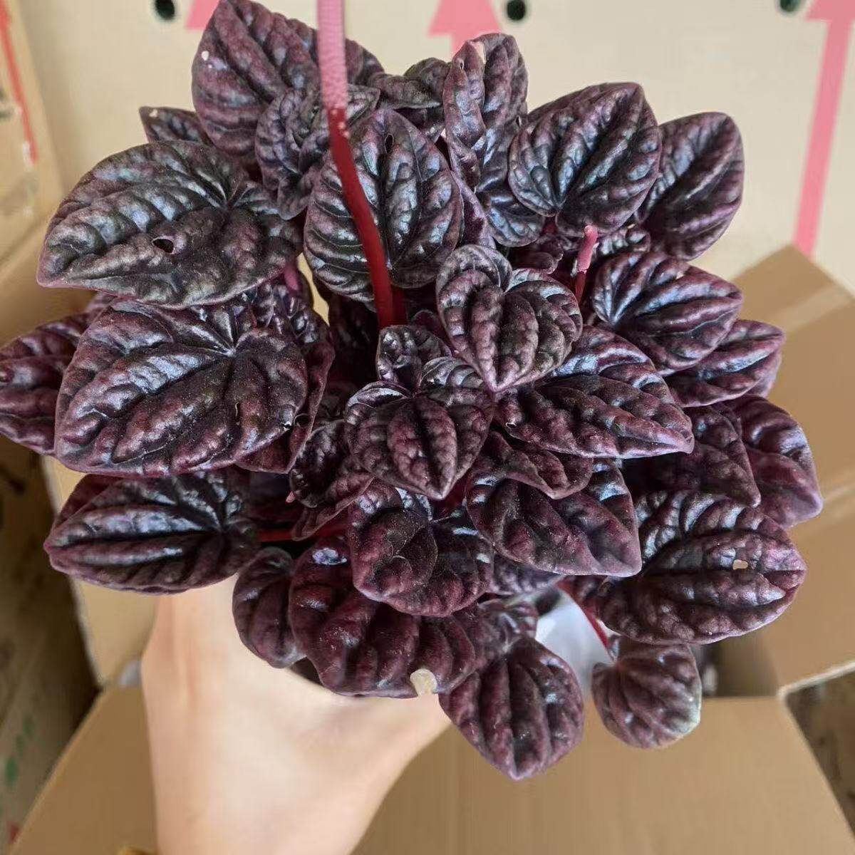 红宝石红美人皱叶椒草盆栽绿植物玉美人室内耐阴红叶植物新款花卉