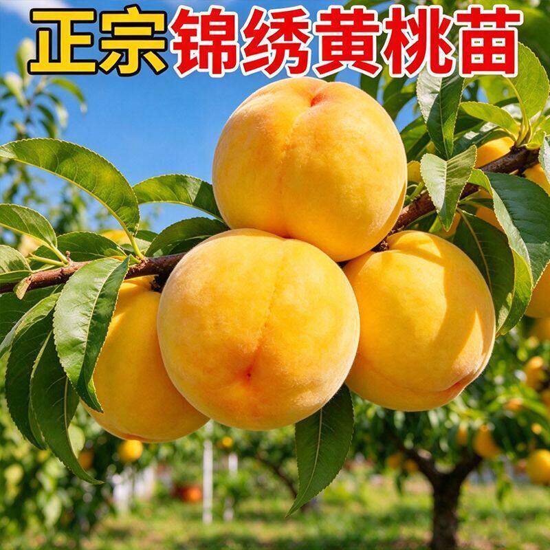 锦绣黄桃树果苗正宗水蜜桃树苗根系发达庭院种植盆栽地栽现挖现发