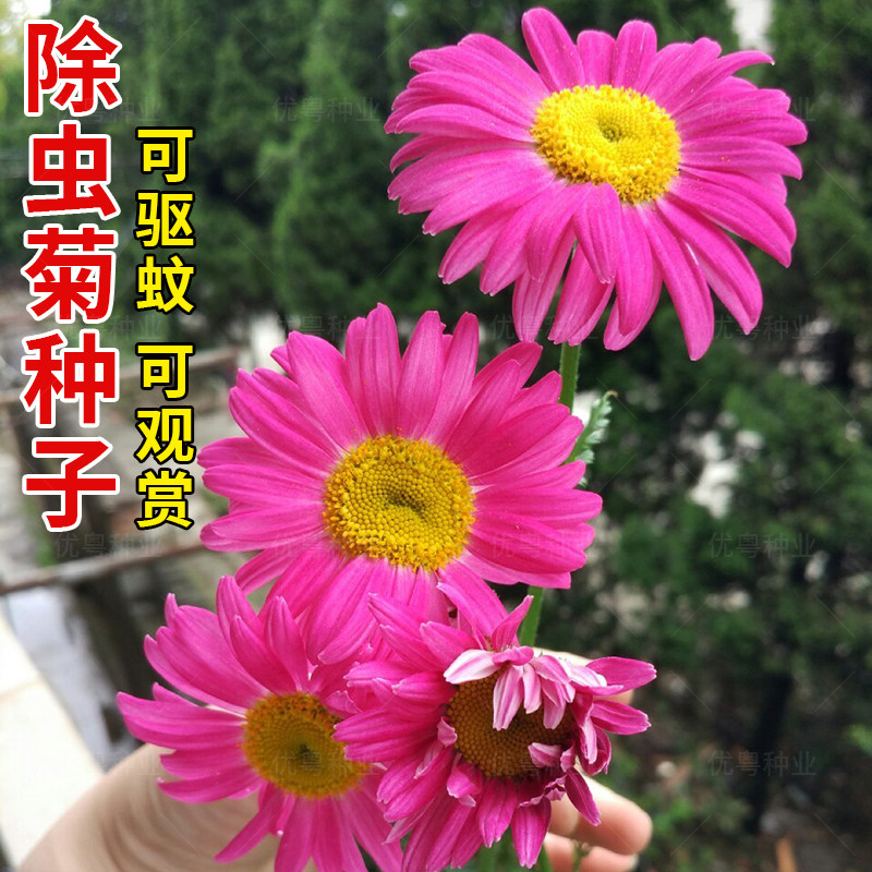 除虫菊种子驱蚊草驱虫菊花种籽子多年生混色花种子四季可种盆栽