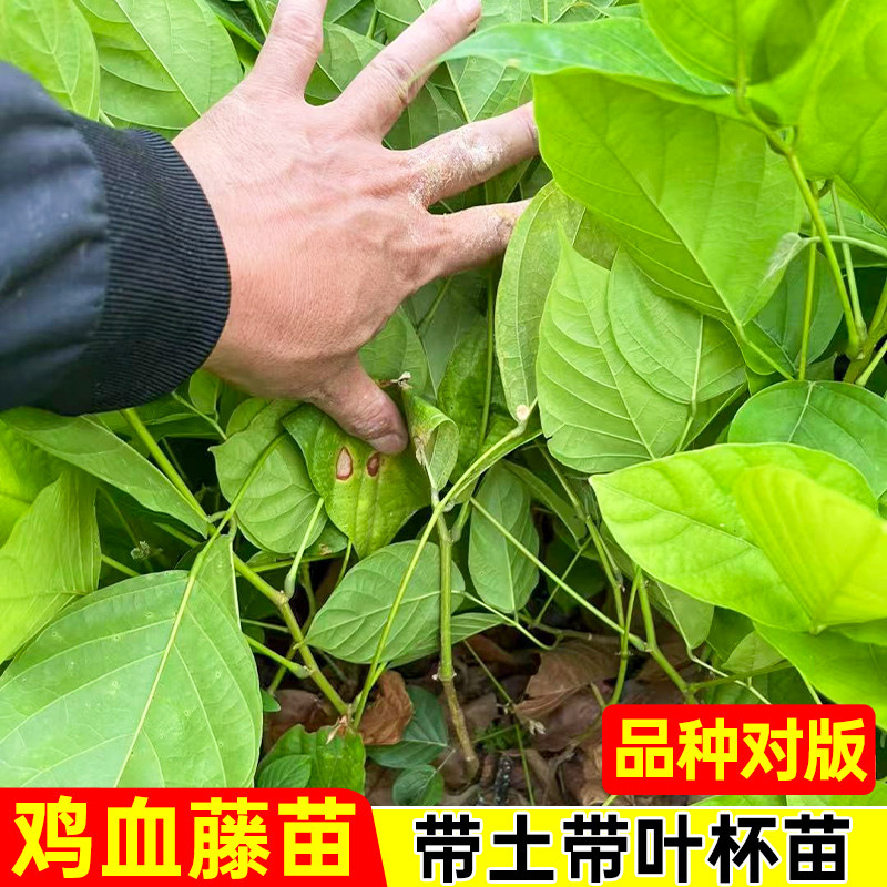 广西鸡血藤苗扦插苗大血藤杯苗特红鸡血藤苗药材树苗大红藤老桩苗