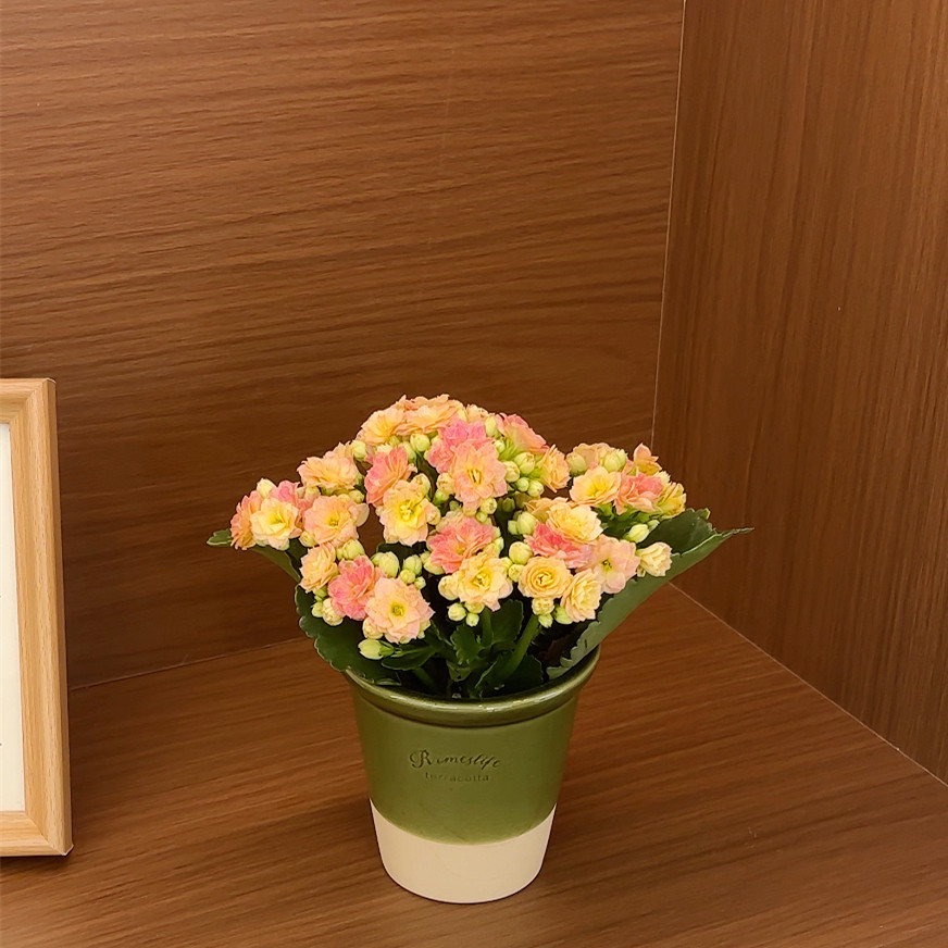 七彩绒毛长寿花重瓣懒人开花多肉植物办公室内阳台绿植花卉盆栽