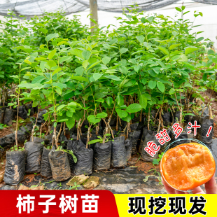 柿子树苗脆甜太秋脆柿子阳丰柿庭院果树南北方种植特大柿子树果苗