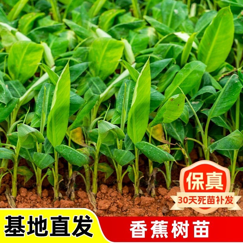 香蕉树苗盆栽地栽芭蕉粉蕉耐寒矮化香蕉苗南方北方四季庭院果树苗