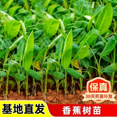 香蕉树苗盆栽地栽芭蕉粉蕉