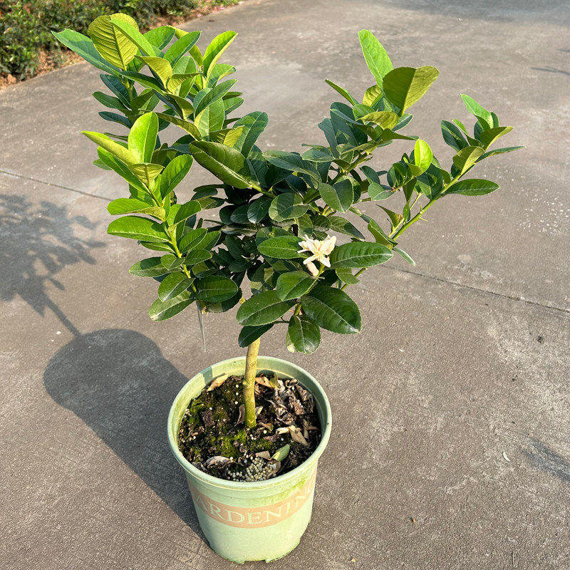 香水柠檬树盆栽水果树苗客厅绿植物带果可食用室内外阳台四季结果