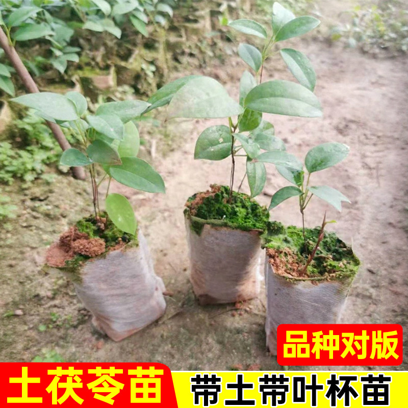 正宗土茯苓树苗带土带叶