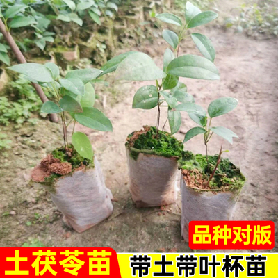 正宗土茯苓树苗带土带叶