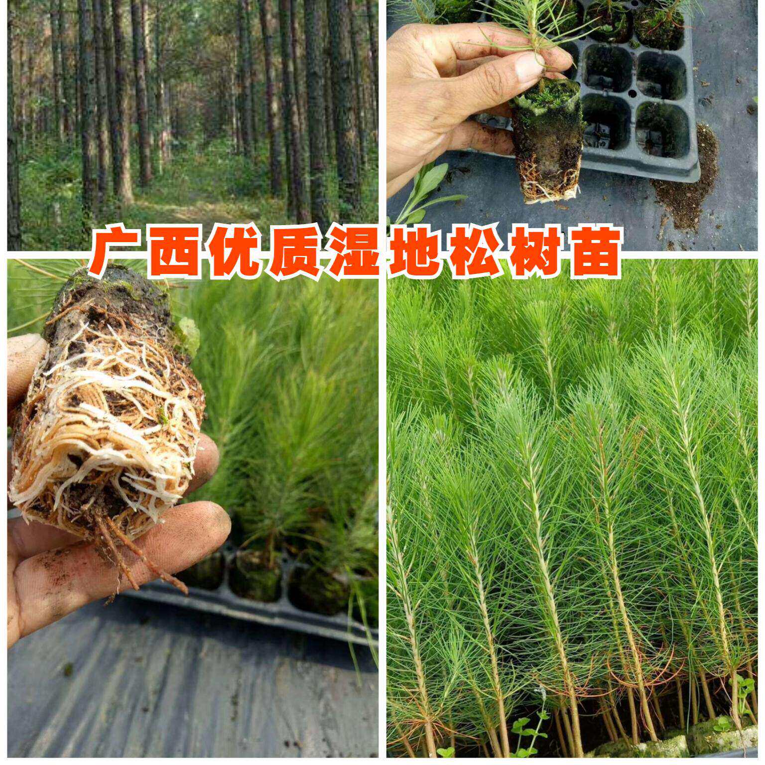 松树苗湿地松苗绿化松树小苗