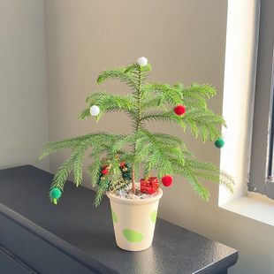 室内观赏南洋杉绿植大盆甜筒绿款带黄金沙铺面圣诞装饰