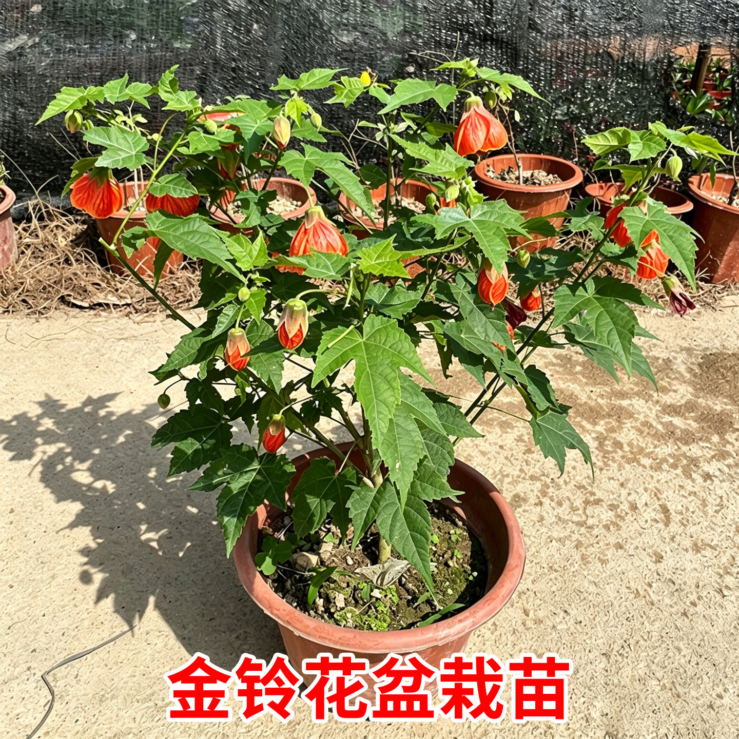 金铃花盆栽纹瓣悬铃花苗宫灯花纹瓣扶桑灯笼花风铃花盆栽基地直发