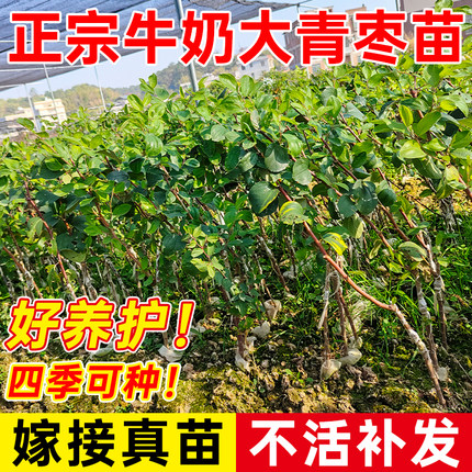 正宗青枣树果苗牛奶大青枣树苗果树果苗带土带叶嫁接枣树果苗盆栽