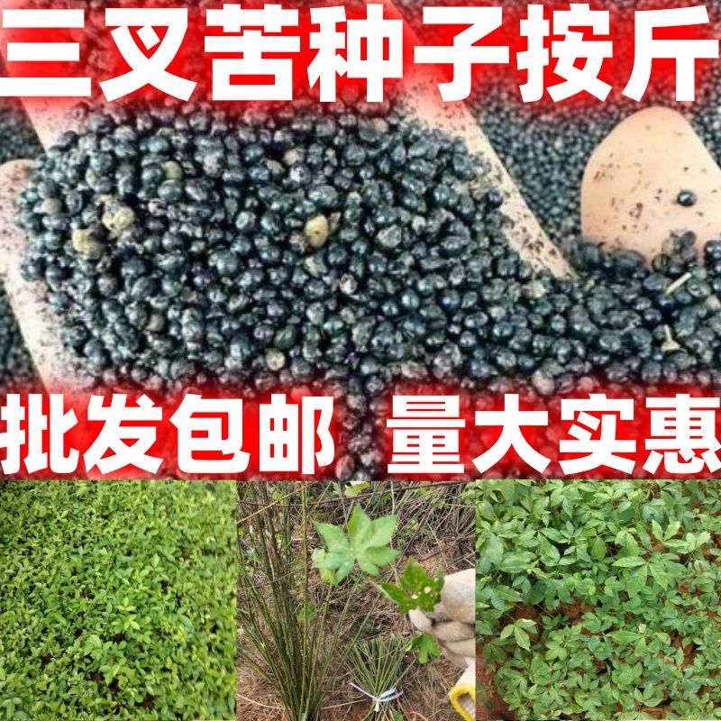 广西正宗三叉苦种子四季播种用种籽籽苦木种子三桠苦中药材树种子