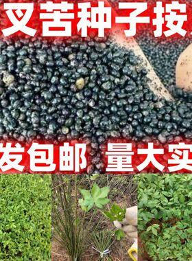 广西正宗三叉苦种子四季播种用种籽籽苦木种子三桠苦中药材树种子