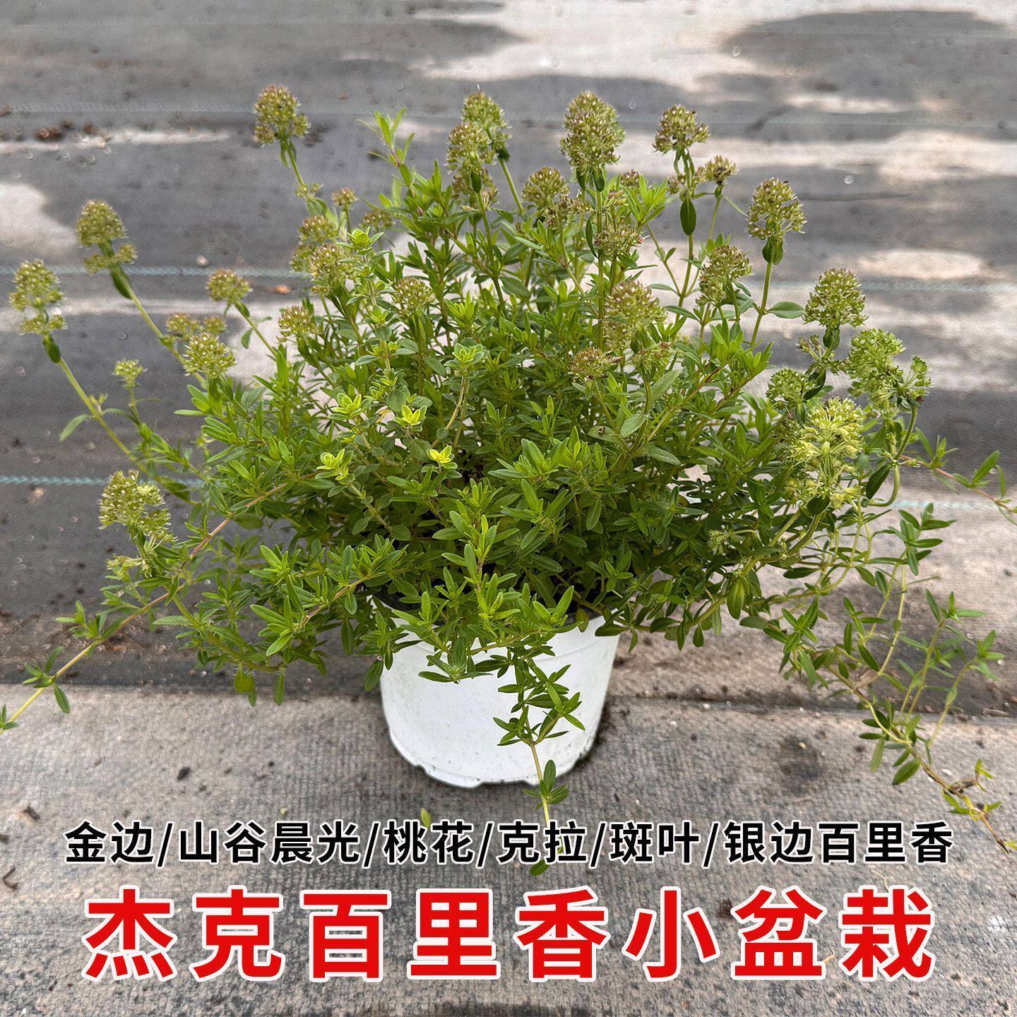 斑叶百里香盆栽可食用中草药银边山谷晨光百里香草药盆栽阳台种植