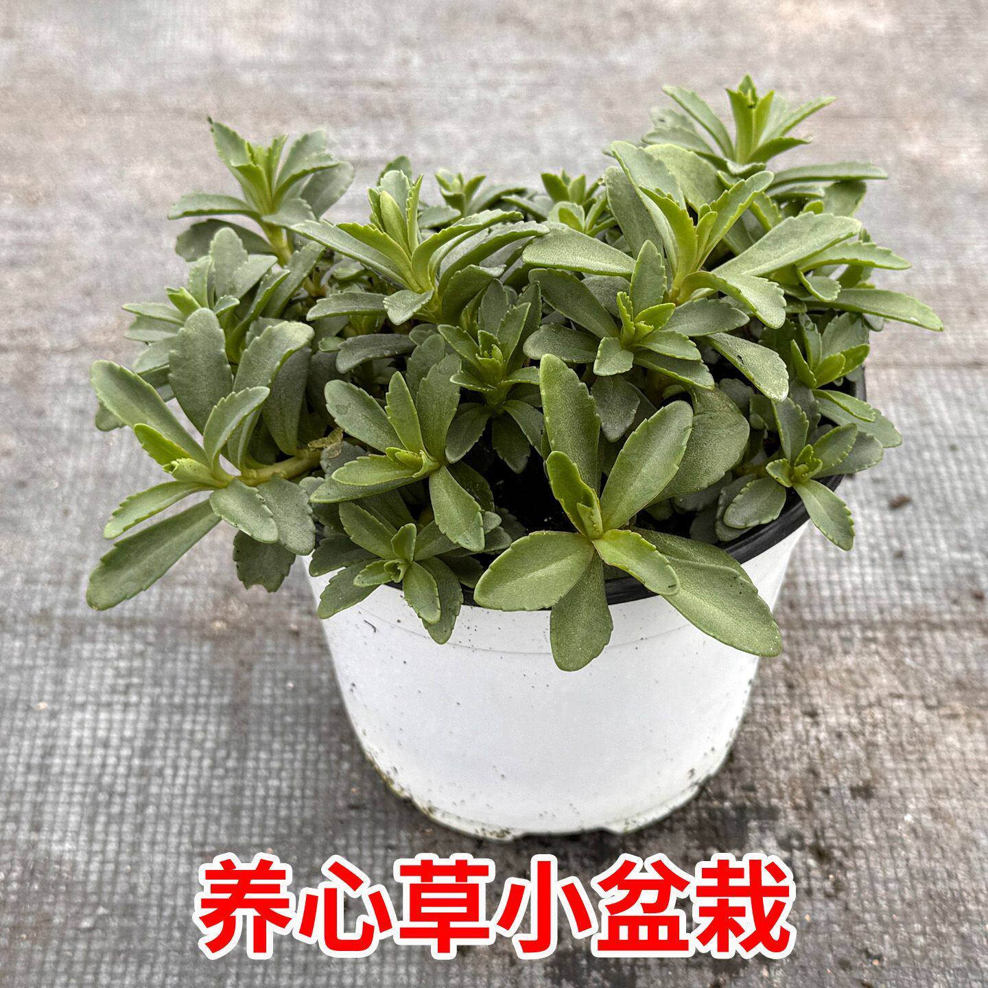 正宗养心草盆栽止痒草高钙菜救心菜苗养心菜中草药盆栽苗四季阳台