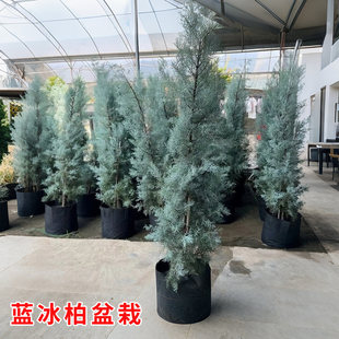 蓝冰柏盆栽耐寒耐晒四季常绿松柏树庭院造景花镜植物阳台户外绿植