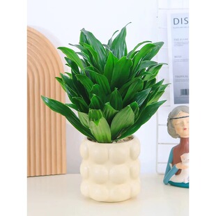 太阳神盆栽密叶朱焦植物桌面盆栽土培绿植龙血树盆景好养观叶花卉