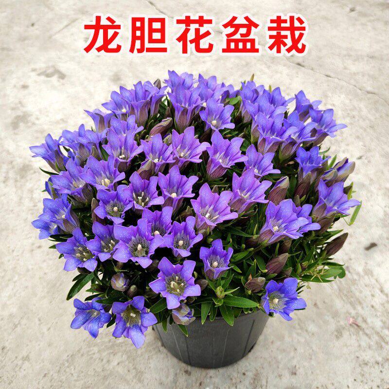 龙胆花苗海洋之心阳台盆栽带花苞蓝色多年生宿根植物秋季开花耐寒