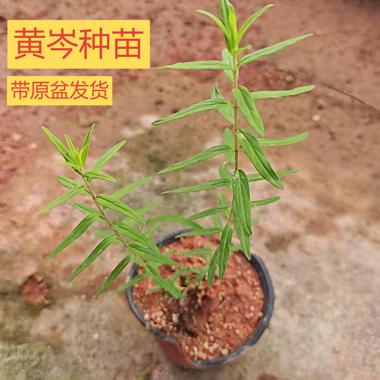 黄芩苗黄芩种苗新鲜现挖黄芩四季原生态新鲜煲汤大苗新款幼苗草苗