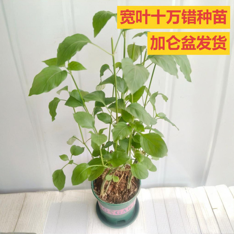 宽叶十万错种苗血通菜苗绿线叶铁打草盗偷草四季野菜当季蔬菜活苗