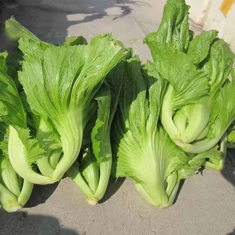 甜脆包心芥菜种子大宽叶介蔬菜种子腌制酸菜泡菜四季种蔬菜子大全