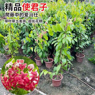使君子爬藤植物大花苗重瓣带花苞水君子庭院阳台耐热花卉绿植驱蚊