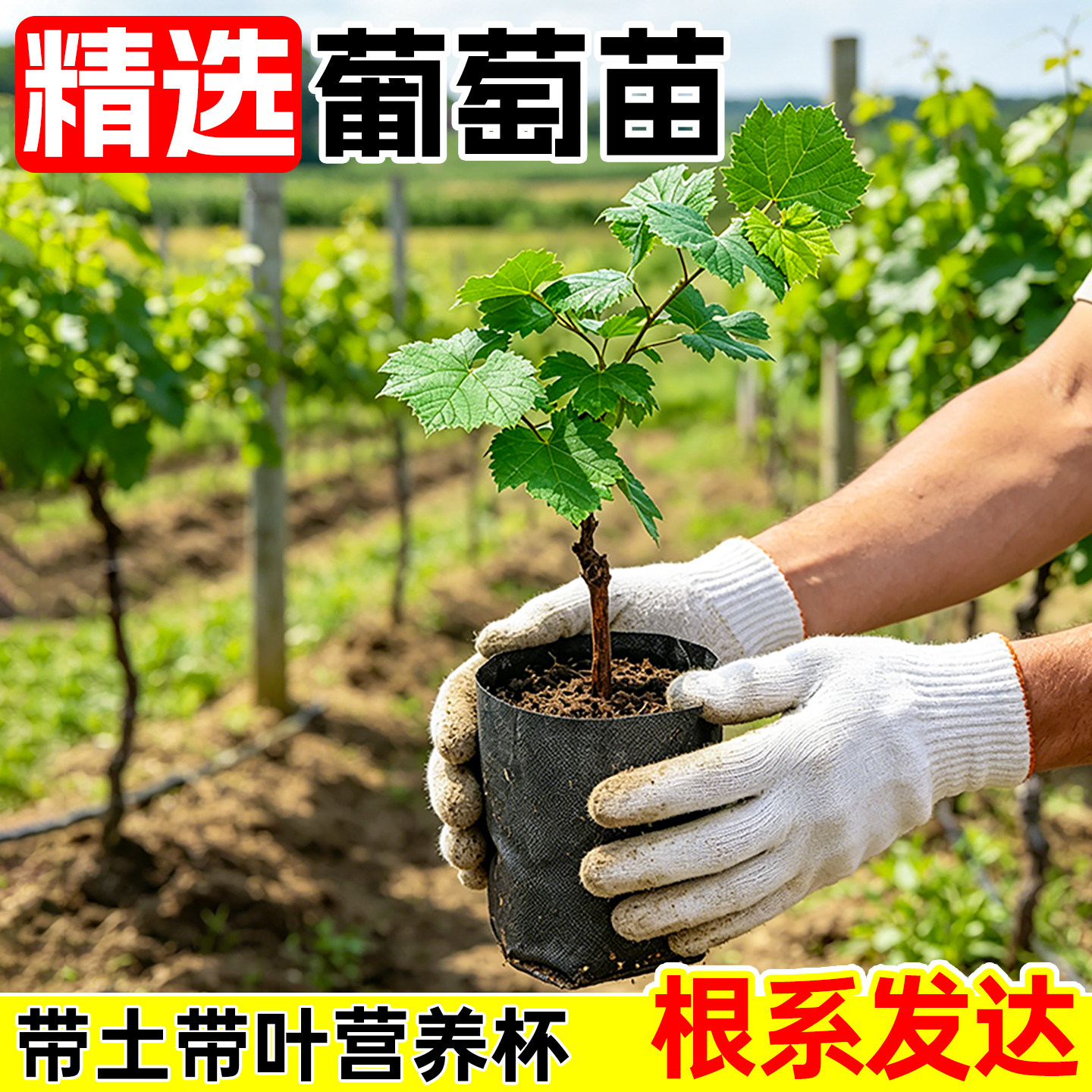 巨峰葡萄树阳光玫瑰果树果苗盆栽南北方耐寒葡萄四季种植院爬藤苗
