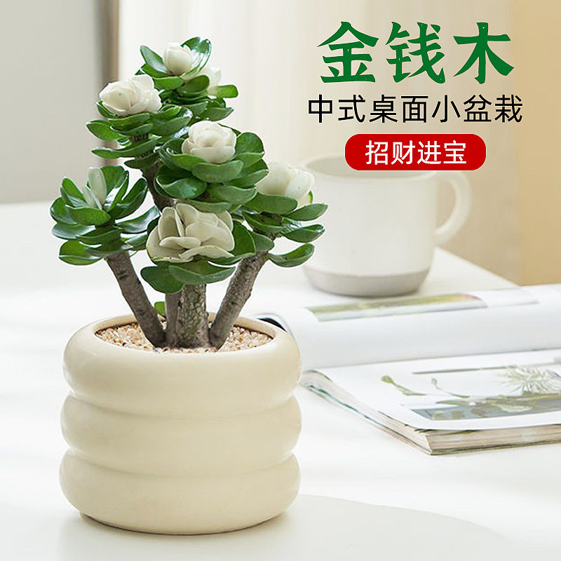 金钱木盆栽老桩盆景四季好养植物桌面办公室开花耐旱绿植室内盆栽