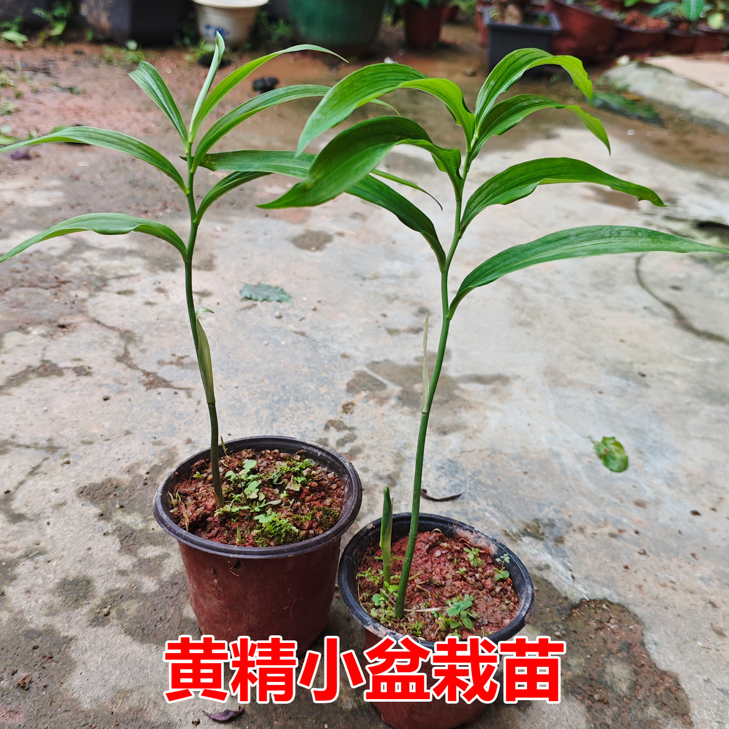 黄精种苗多花姜形黄精种苗不倒苗老虎姜带芽块茎苗基地现挖种植苗