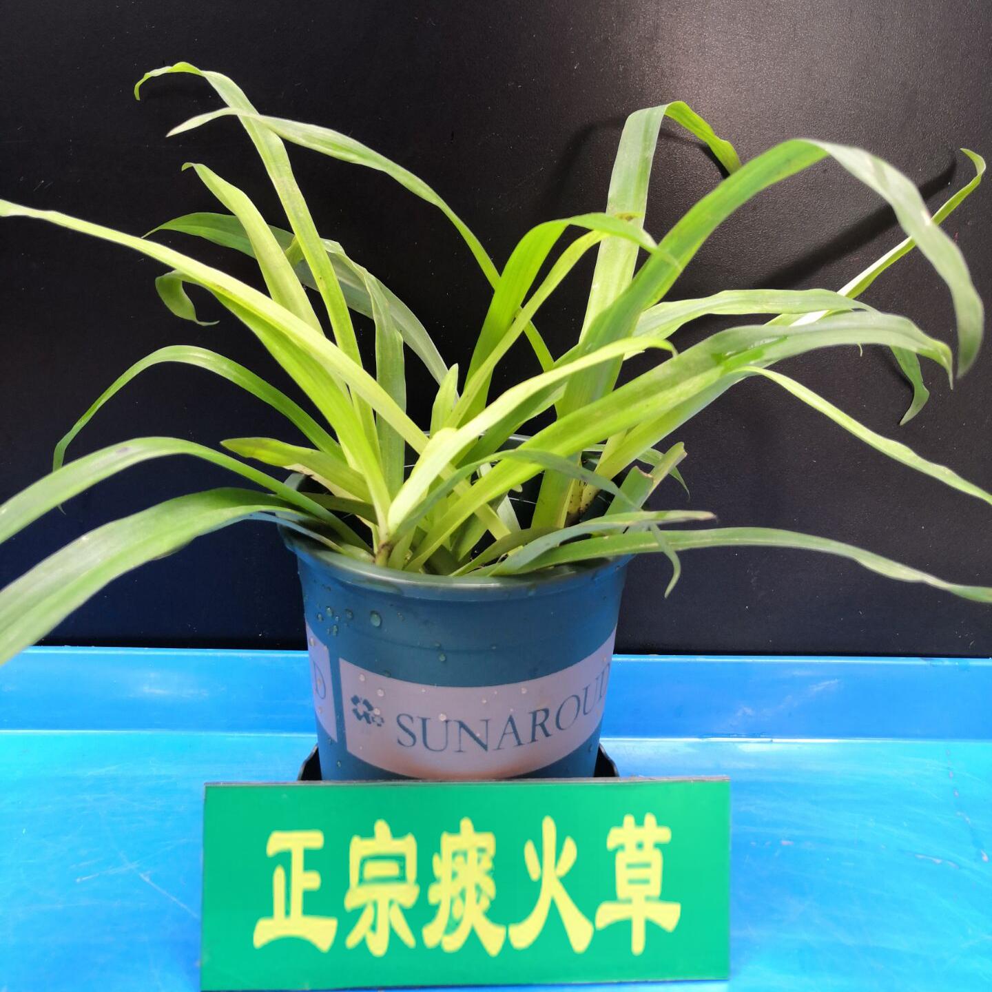 正宗痰火草苗大叶水竹叶鸡舌草断节草带根苗鸭拓草广东猫爪草癌草