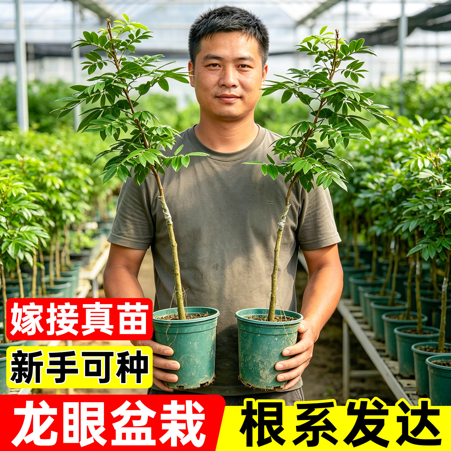 四季龙眼树苖带果发货嫁接盆栽地栽树苗南方四季种植易活当年结果