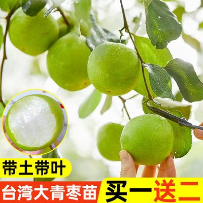 台湾大青枣树苗带土带叶包成活